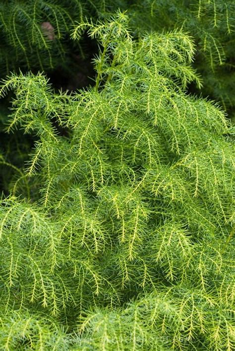 Japanese Cedar Tree: Pictures, Images, Facts On Japanese Cedar Trees