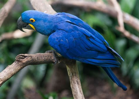 8 Top Friendly Pet Bird Species