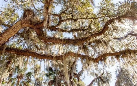 Does Spanish Moss Kill Trees In South Florida? | Sherlock Tree Company