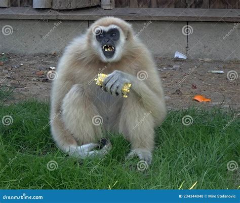 Portrait of a Feeding Monkey Stock Photo - Image of bridge, decoration: 234344048