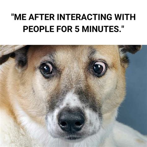 Hilarious Dog Memes 2022