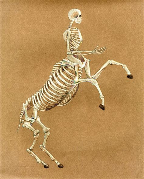 Centaur Skeleton | Centaur, Mythical monsters, Mythical creatures