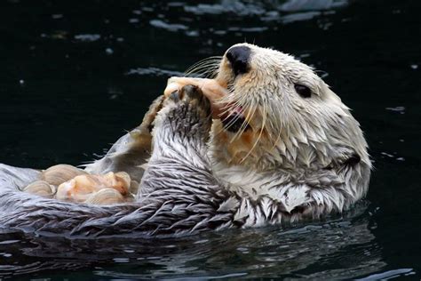 Baby River Otters Swimming