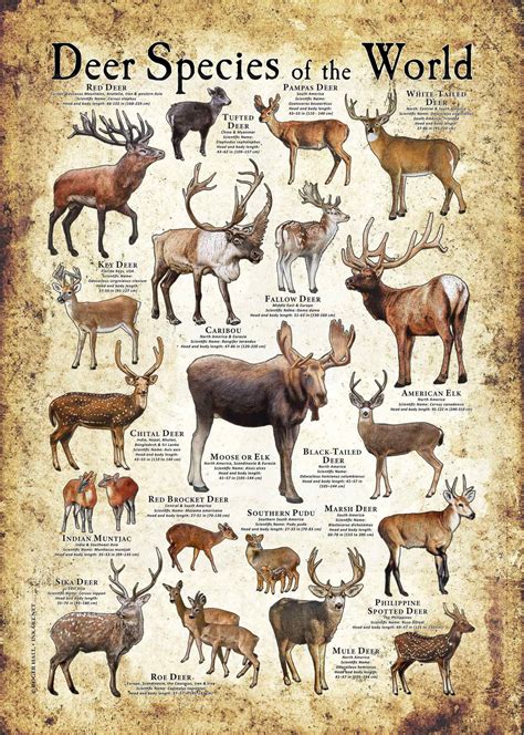 Deer Species of the World Poster Print - Etsy | Deer species, Animals beautiful, Animal species