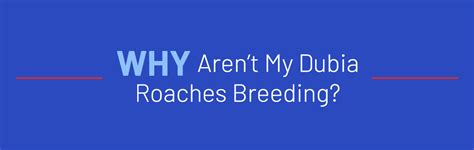 Questions for Bruce: Why Aren’t My Dubia Roaches Breeding? - ABDRAGONS