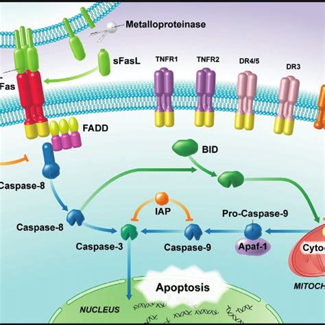 Interactions between the Fas-dependent apoptosis pathway and the TLR4 ...