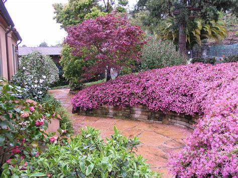 loropetalum | Privacy plants, Privacy landscaping, Shrubs