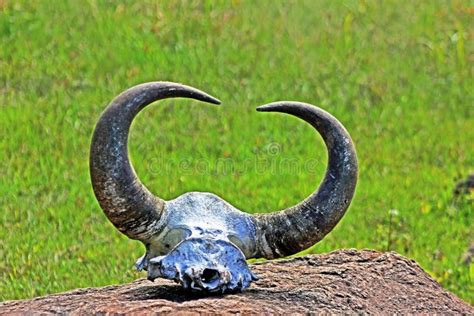 Skull and Horns of Wild Gaur, or Indian Bison Stock Photo - Image of forest, natural: 59524968