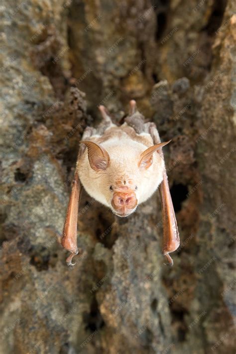 Premium Photo | Vampire bat are sleeping in the cave hanging on the ceiling period