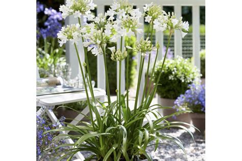 The best Agapanthus to grow at home | Living North