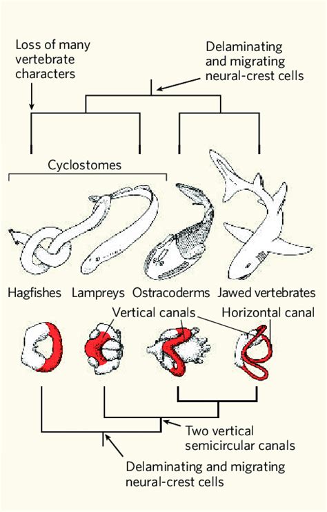 | The hagfish puzzle. Ota et al. 1 show that hagfishes have ...