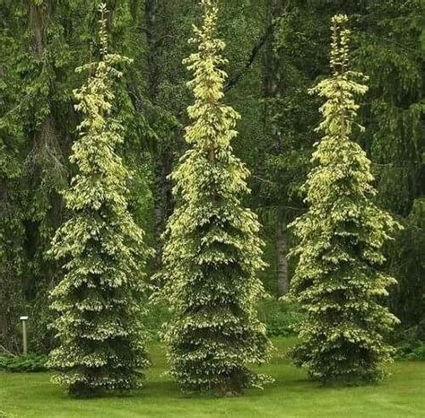 Dwarf Evergreen Trees For Zone 9 - Thuem Garden Plant