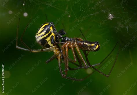 Male and female filmy dome spiders, Neriene radiata, mating on a web ...