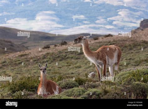 Guanacos in Torres del Paine National Park. Patagonia, Chile Stock Photo, Royalty Free Image ...