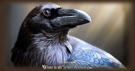 Raven Symbolism & Meaning | Raven Spirit, Totem, & Power Animal