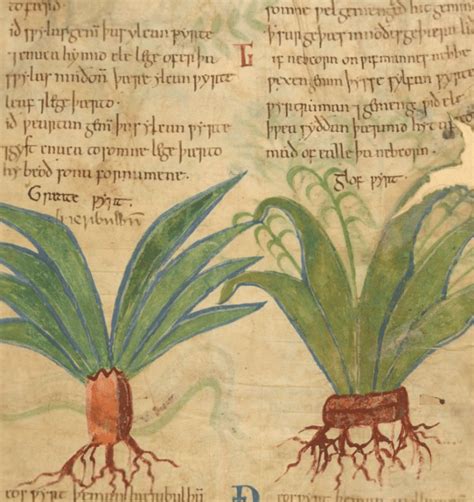 Medieval Herbal Remedies Manuscript Now Available Online