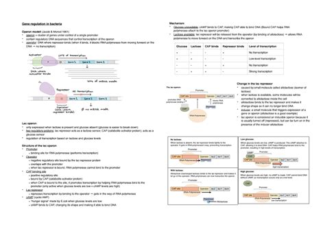 Gene regulation - Studocu