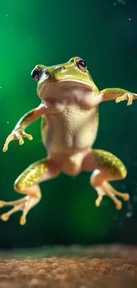 Jumping Frog Close-up Live Wallpaper - free download