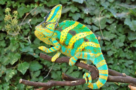 10 Things You Should Know Before You Get A Veiled Chameleon