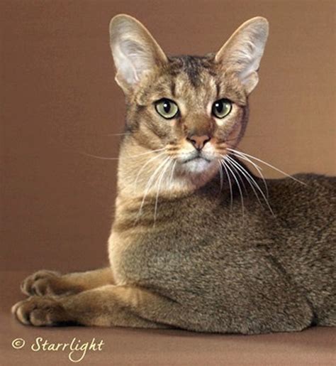 Breed Comparisons - Chausie | World Cat Congress