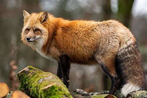 Red fox in the forest stock photo. Image of forest, nature - 173942480