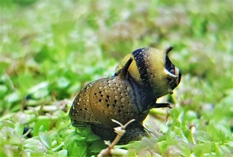 Nerite Snails Care guide - Types, Breeding & More » Petsoid