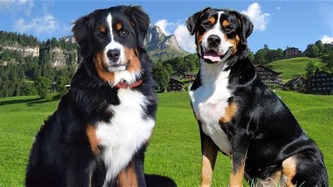 75+ Swiss Bernese Mountain Dog Breeders Photo - Bleumoonproductions