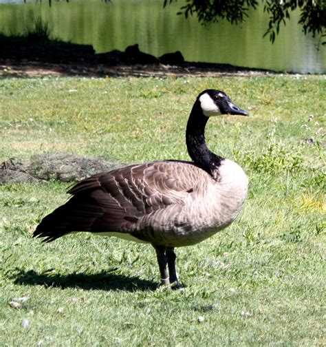 Canadian Goose Picture | Free Photograph | Photos Public Domain