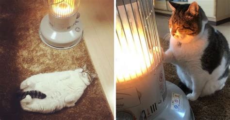 This Cat Fell In Love With A Heater This Winter And It Is Too Adorable