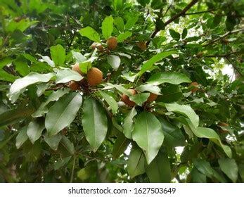 Sapodilla Plants Sapota Tree Fruits Healthy Stock Photo 1316794640 ...