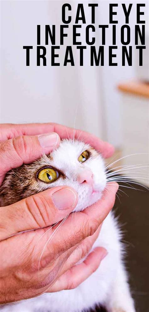 Cat Health Archives - The Happy Cat Site | Cat eye infection, Kitten eye infection, Eye infections