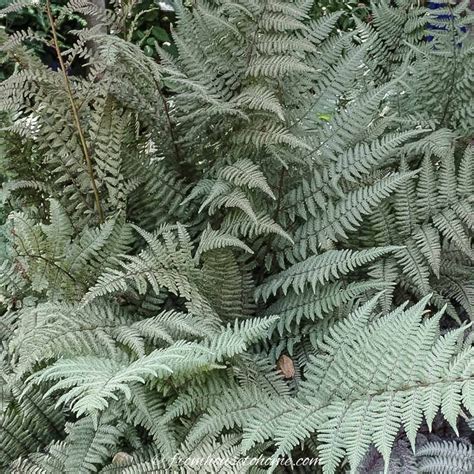 Hardy Fern Varieties (20+ Perennial Ferns That Will Survive The Winter ...