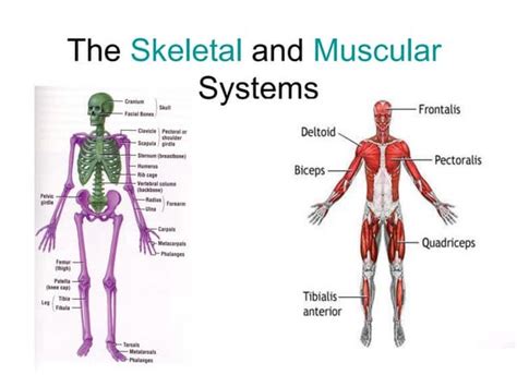 Skeletal and Muscular System