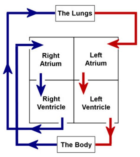 OCR Biology Revision - Part 5 - The Heart | HubPages