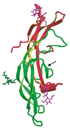 Luteinizing Hormone, beta Subunit; ICSH, beta Subunit; LH, beta Subunit; Lutropin, beta Subunit