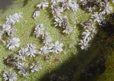 Crown Whitefly pupae on live oak - Aleuroplatus coronata - BugGuide.Net