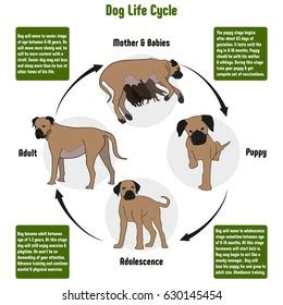 Flea Cycle In Dogs Chart Poster Laminated | vtir.net