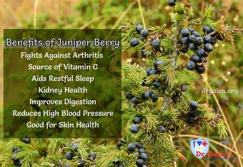 Health Benefits of Juniper Berry | Benefits of berries, Health, Health ...