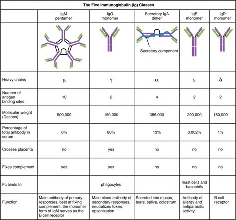 The five immunoglobulin classes | Medical laboratory science, Medical ...