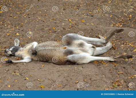 Kangaroo Sunbathing In Late Afternoon Sun, Looks Like Meditating Royalty-Free Stock Photography ...