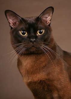 Burmese Cat History - Annie Many