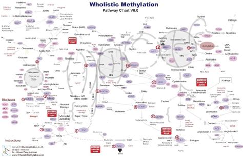 Interactive Pathways Chart (for Computer) - Wholistic Methylation