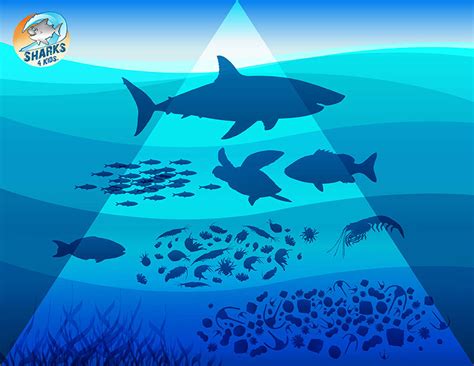 Why Sharks are Important to Ocean Ecosystems