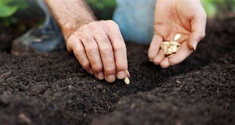 17 Vegetable Seeds to Sow Outside Before the Last Spring Frost - Page 4 of 4 - Gardening Tips ...