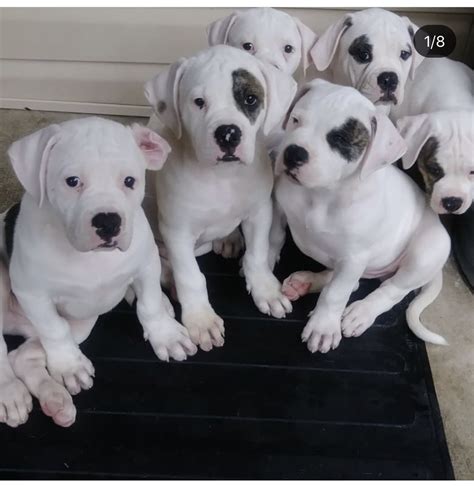 American Bulldog Puppies For Sale | Baltimore, MD #322876