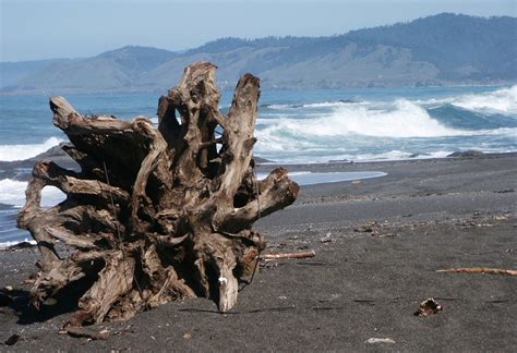 Driftwood Free Photo Download | FreeImages