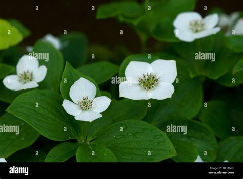 Cornus canadensis Stock Photo - Alamy