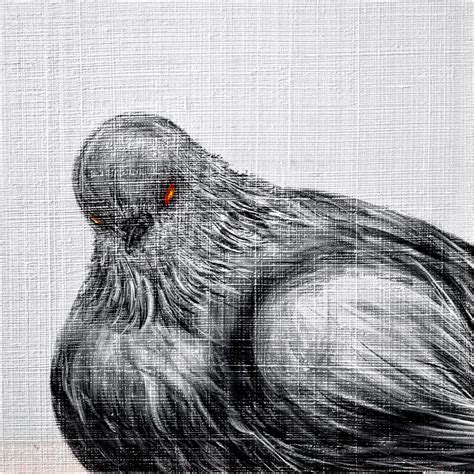 Black Pigeon on Behance