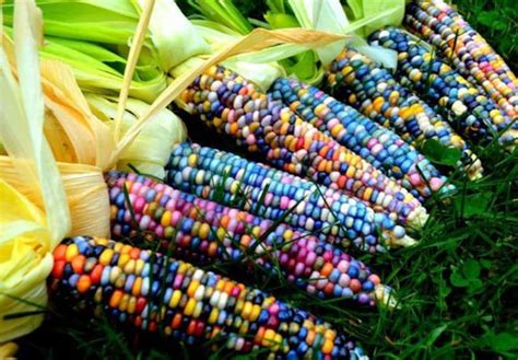 Heirloom Organic Indian Corn Seeds Aka Glass Gem Corn | Etsy