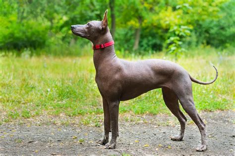 Xoloitzcuintle con pelo og Xoloitzcuintle sin pelo - Mexicansk hårløs